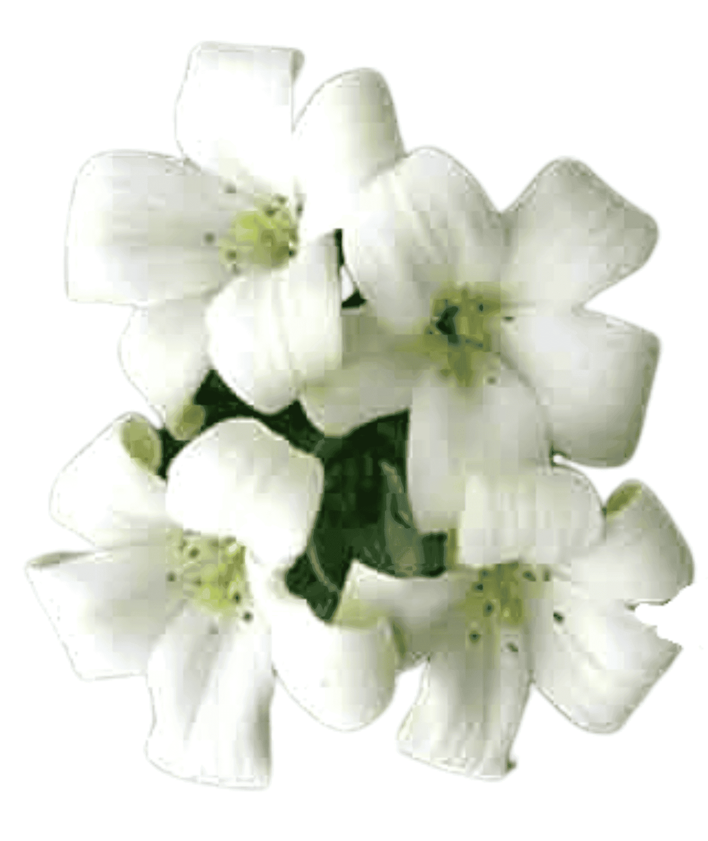 Murraya Paniculata - Madhu Kamini plant