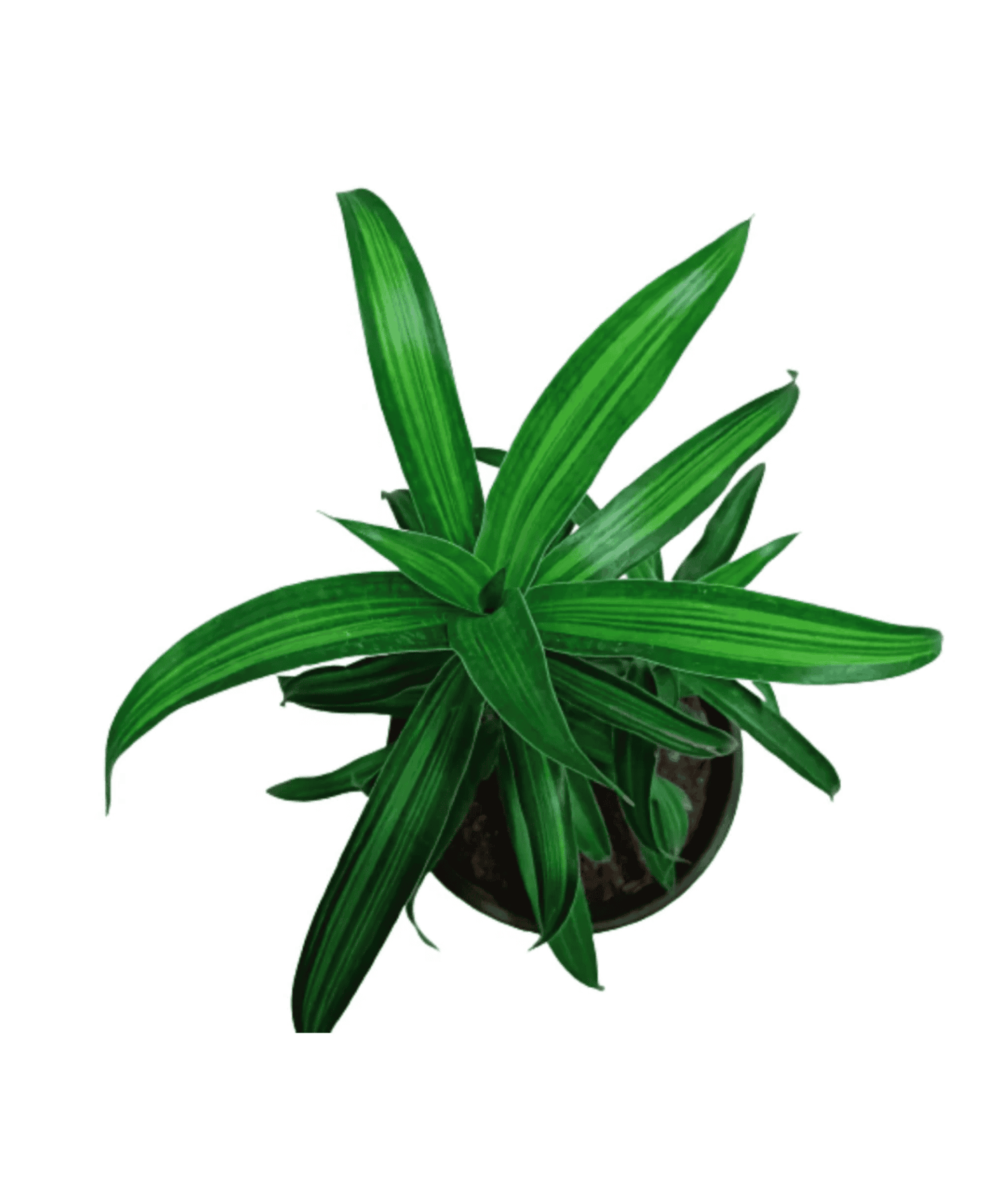 Messenger Plant