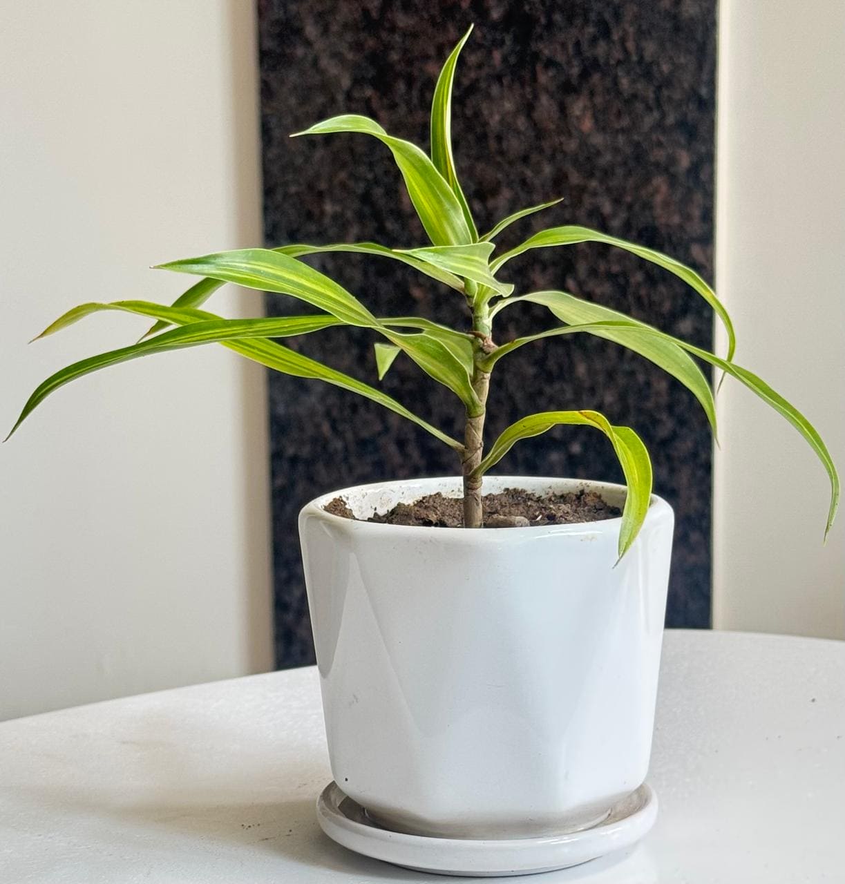 Messenger Plant