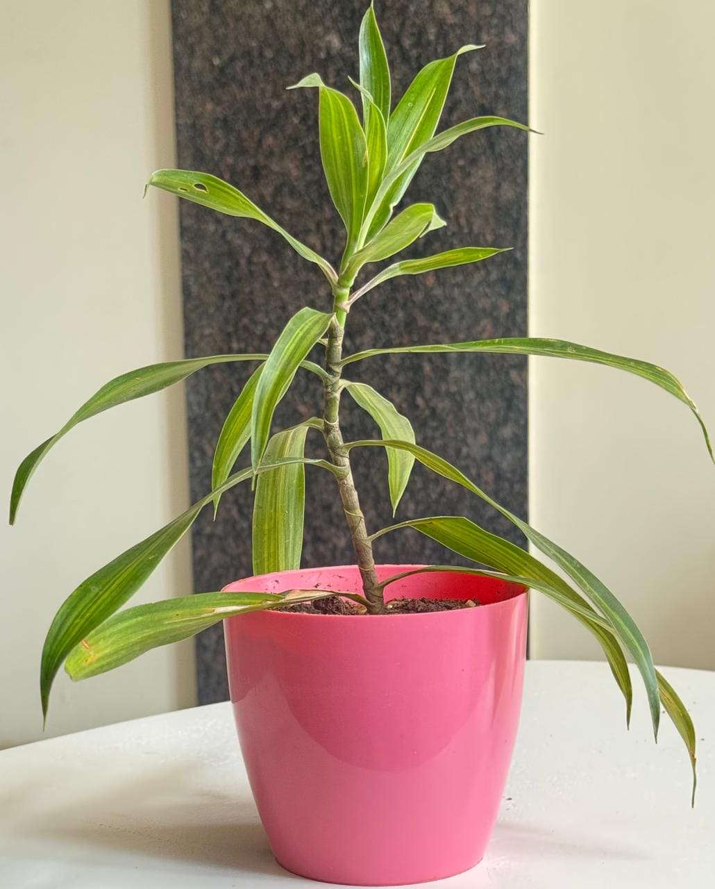 Messenger Plant