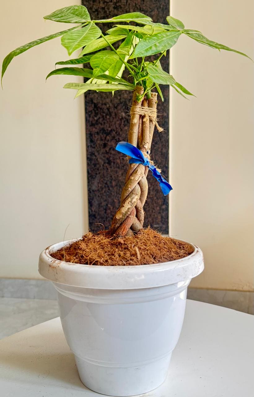 Money Pachira/ Money Tree Plant