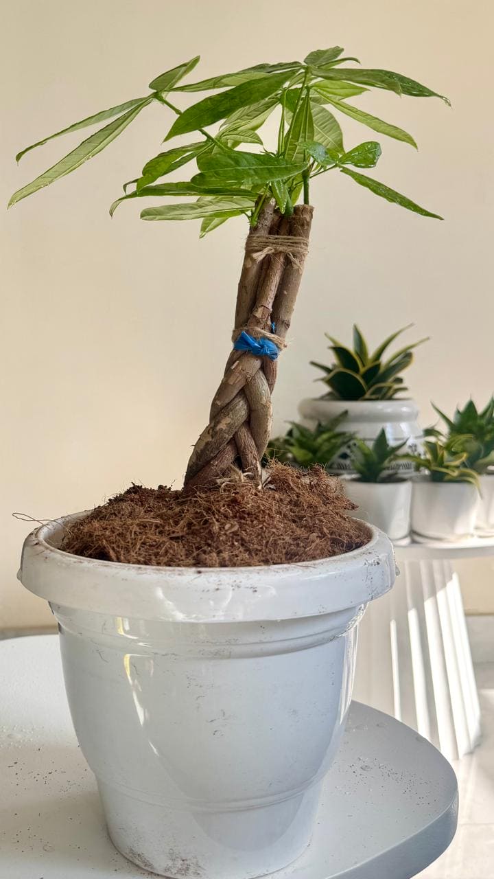 Money Pachira/ Money Tree Plant