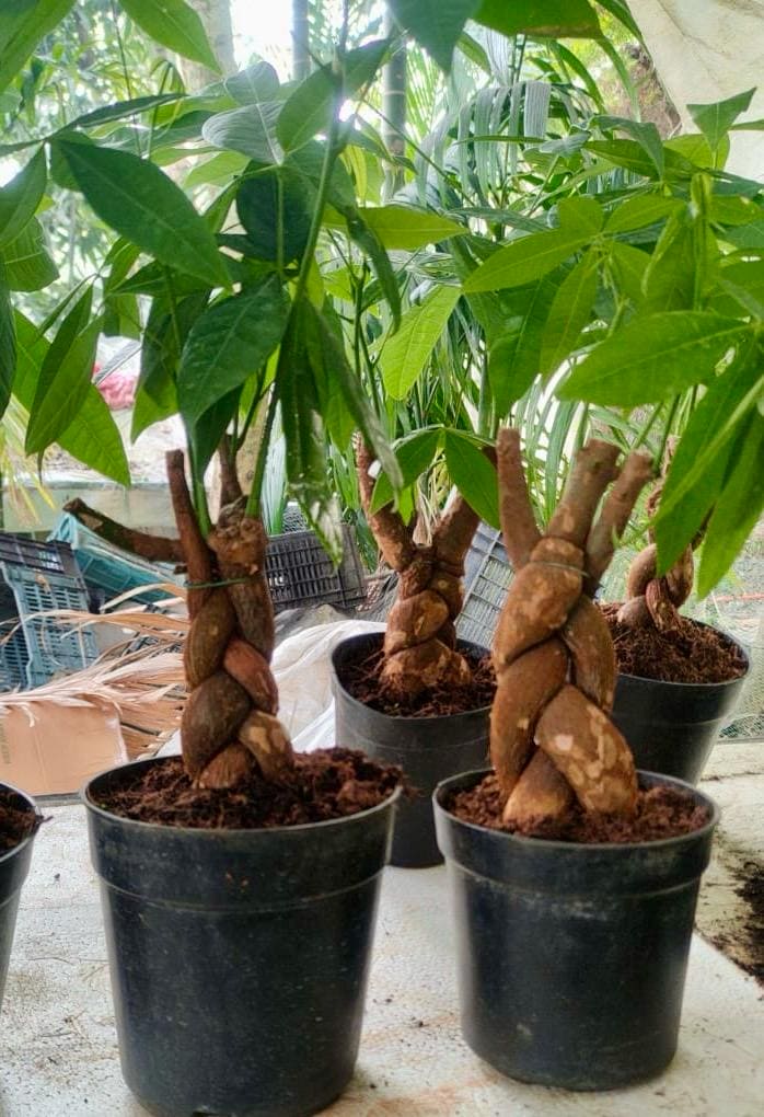 Money Pachira/ Money Tree Plant