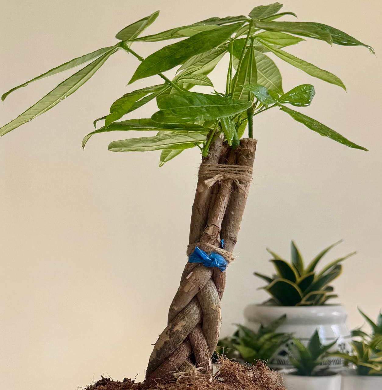 Money Pachira/ Money Tree Plant