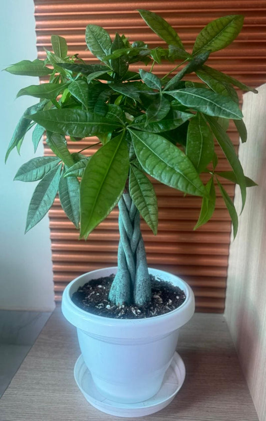Money Pachira/  Money Tree Plant