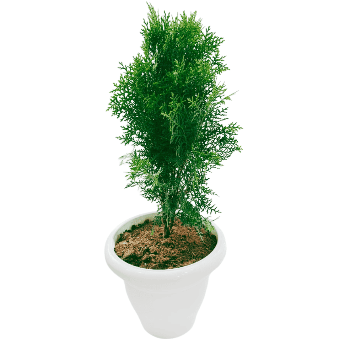 Thuja Plant/ Morpankhi/ Platycladus Plant