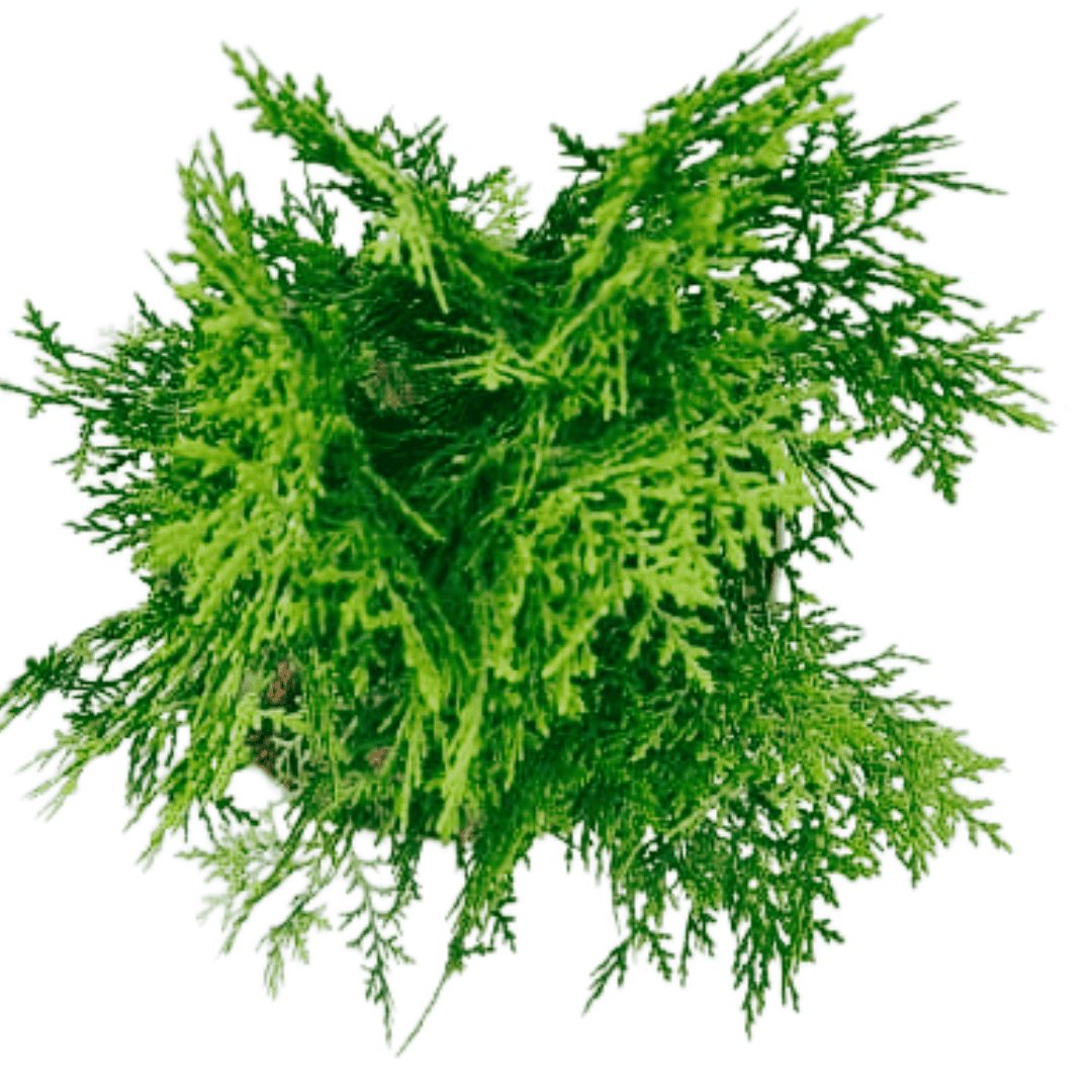 Thuja Plant/ Morpankhi/ Platycladus Plant