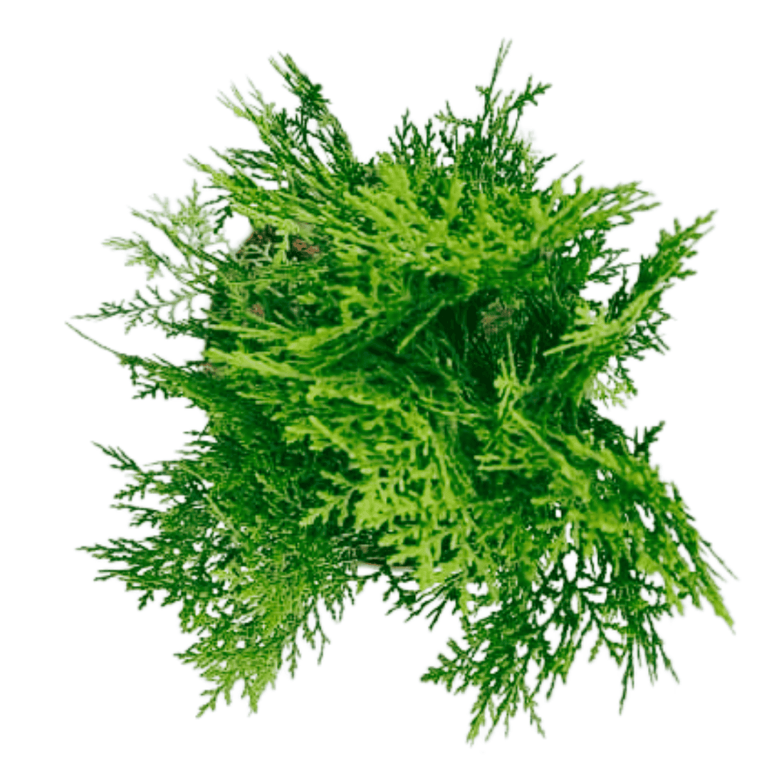 Thuja Plant/ Morpankhi/ Platycladus Plant