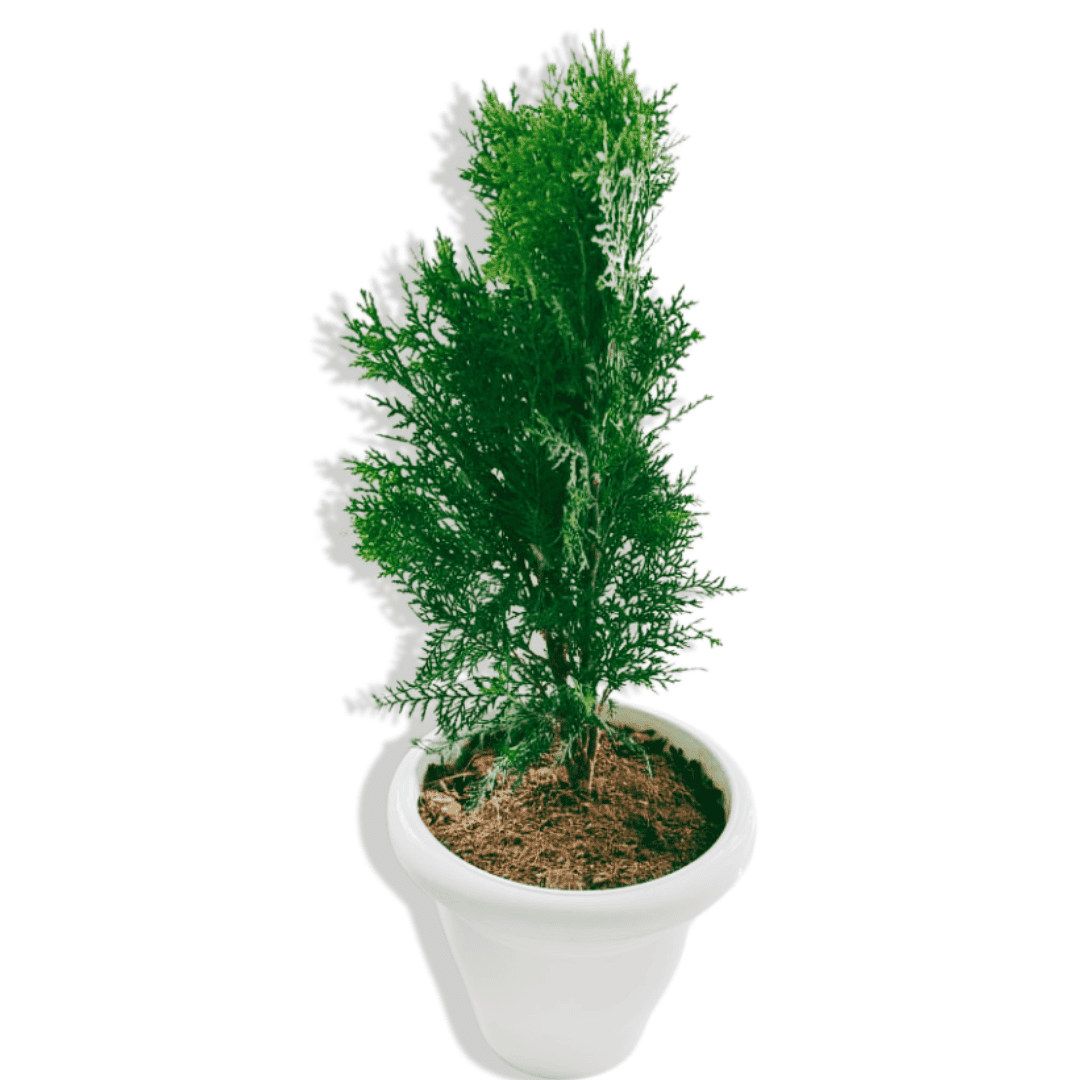 Thuja Plant/ Morpankhi/ Platycladus Plant