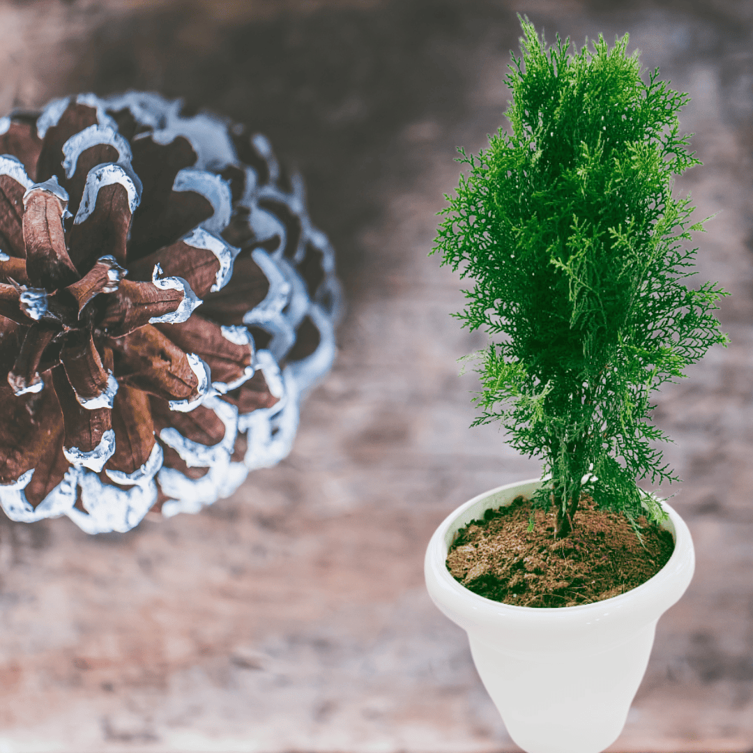 Thuja Plant/ Morpankhi/ Platycladus Plant