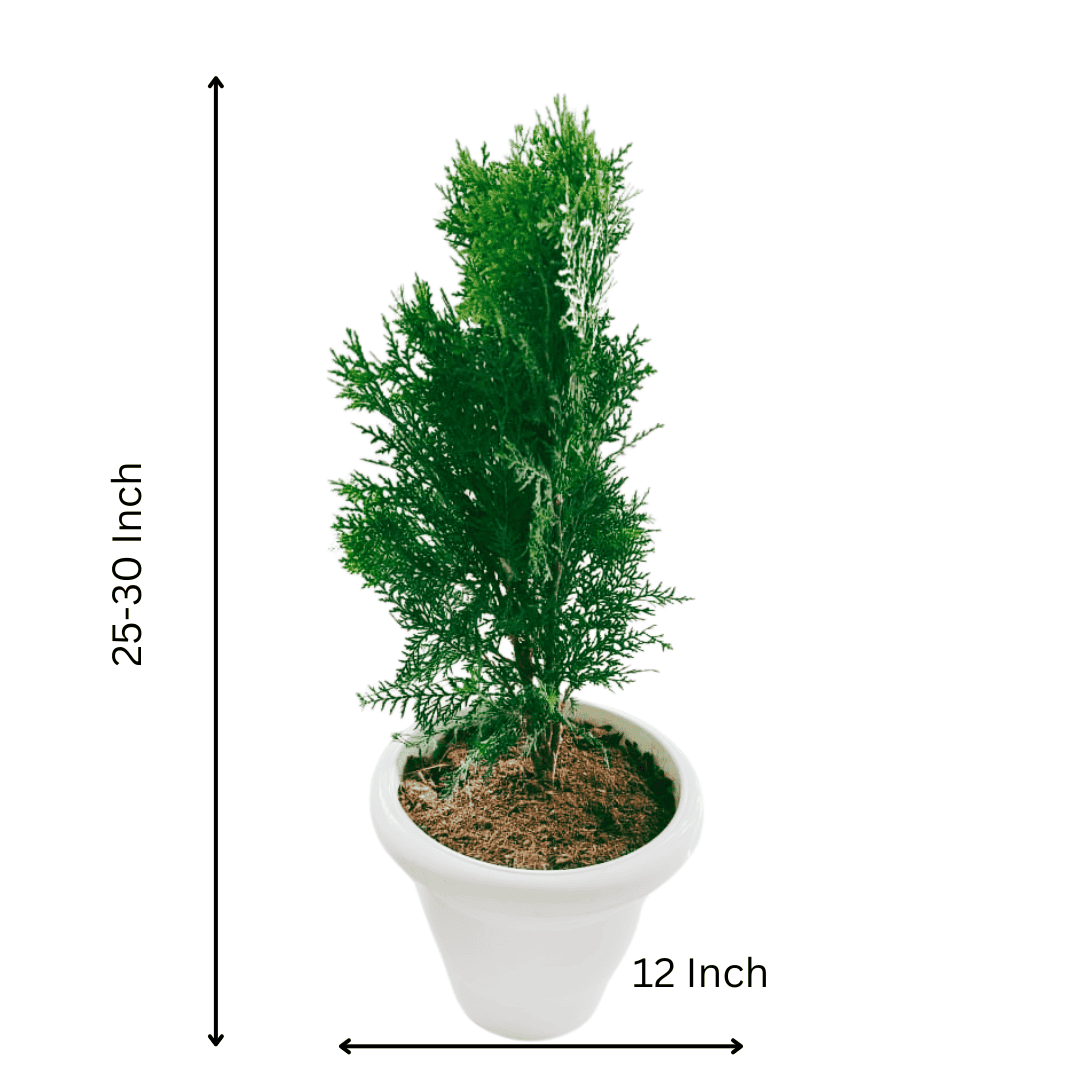 Thuja Plant/ Morpankhi/ Platycladus Plant