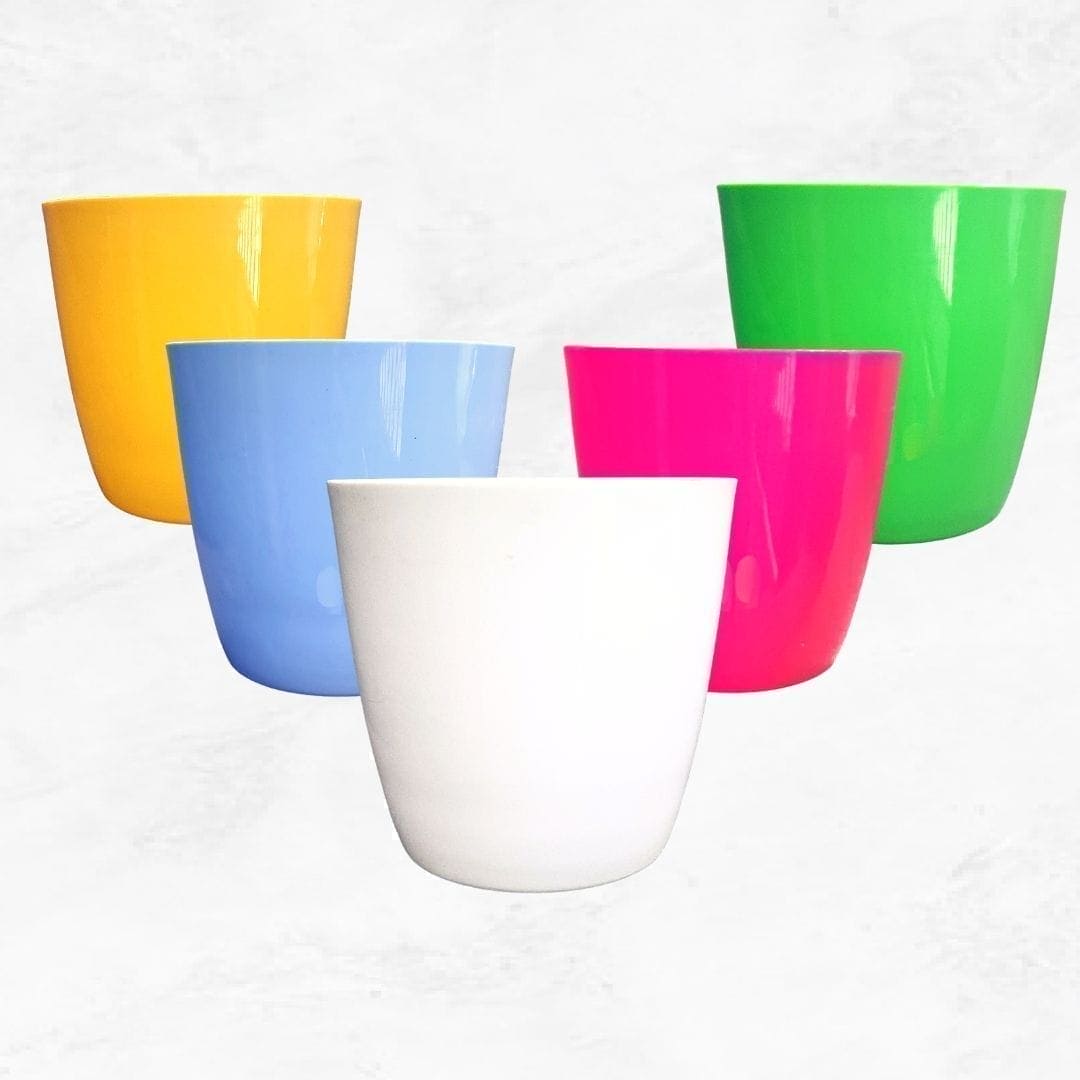 Chikotia Palm – A Tropical Jewel for Your Space! 🌴✨