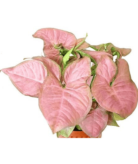 Pink Syngonium I A Touch of Blush, A Breath of Fresh Air I