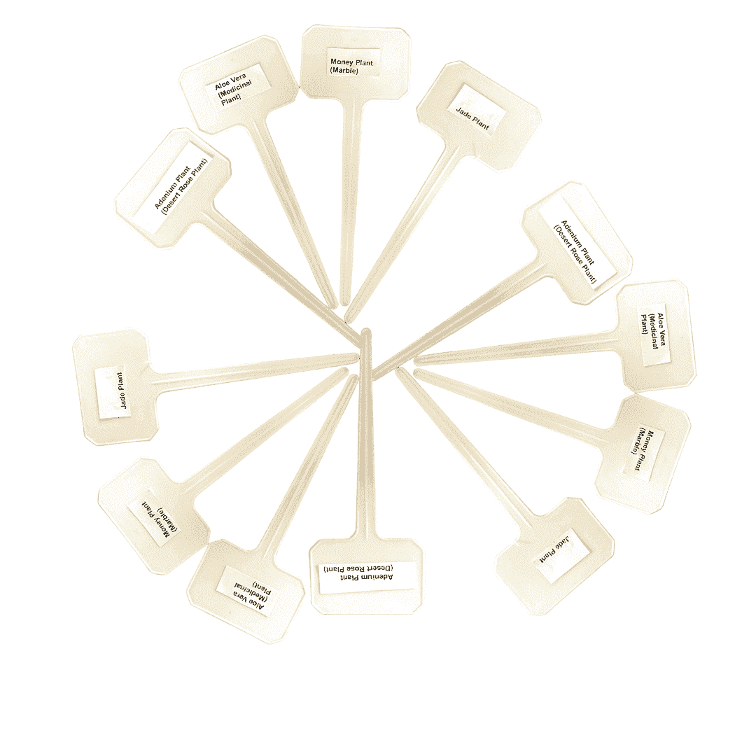 Pink Syngonium I A Touch of Blush, A Breath of Fresh Air I