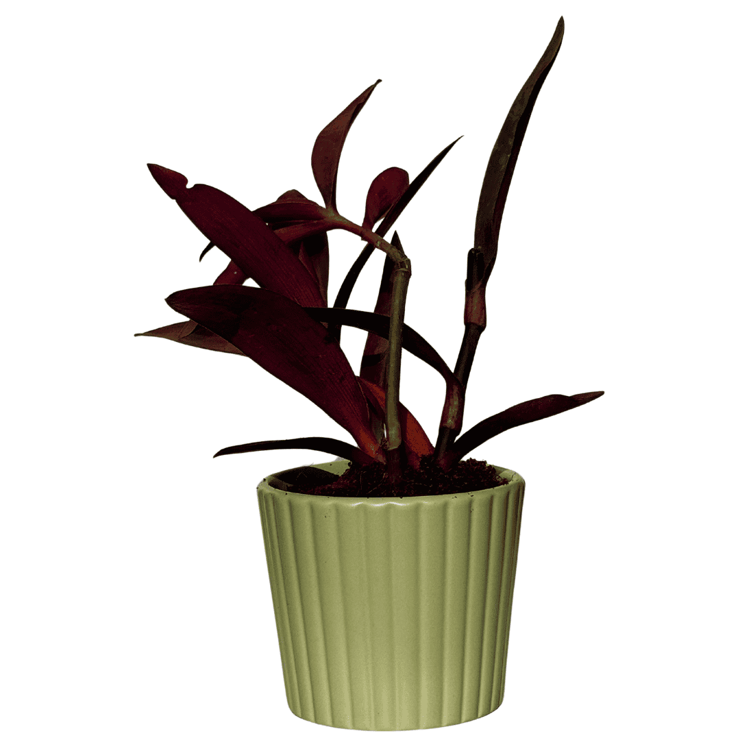 indoor purple vine plant Purple Heart Plant (Tradescantia Pallida)