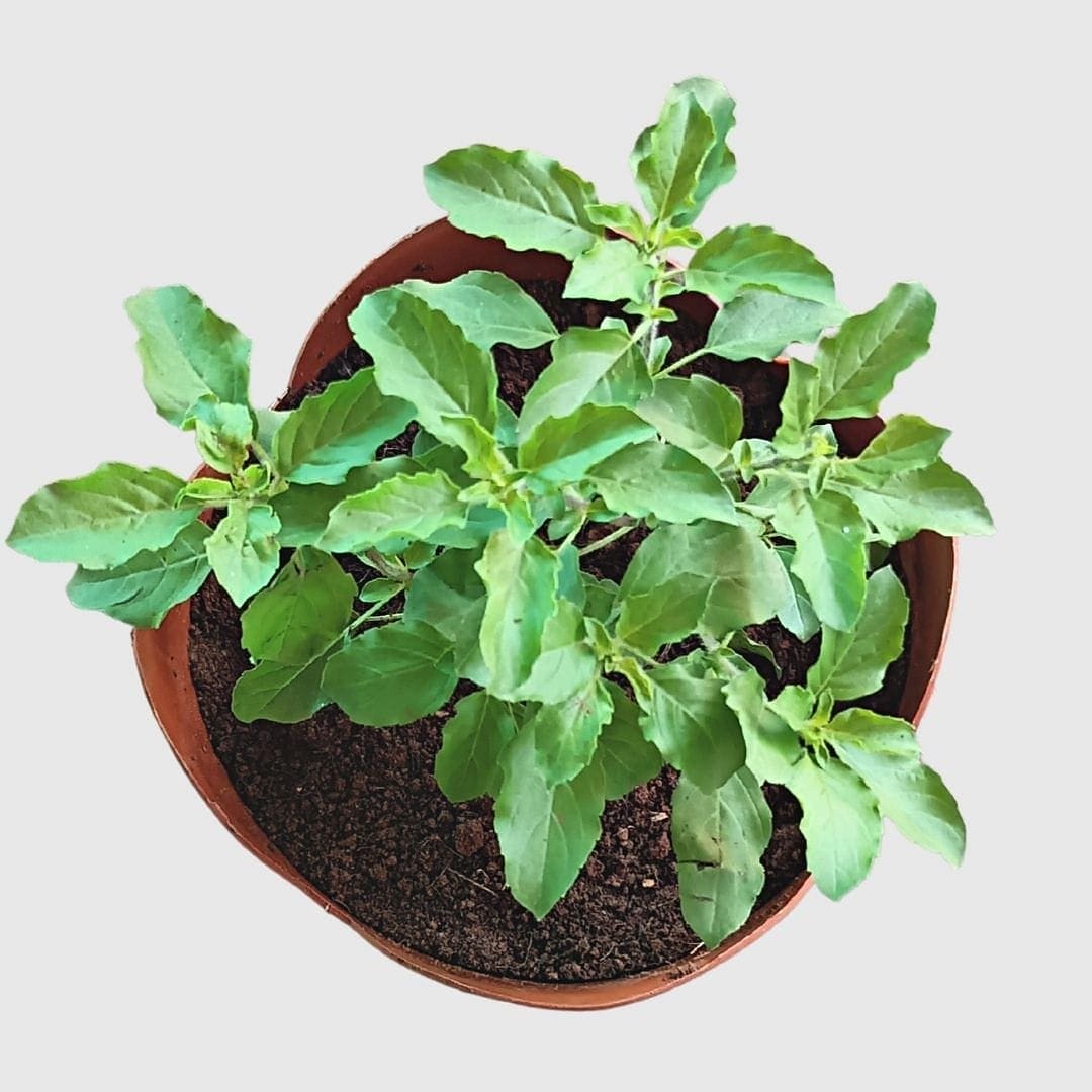 Rama Tulsi - Medicinal & Auspicious Plant