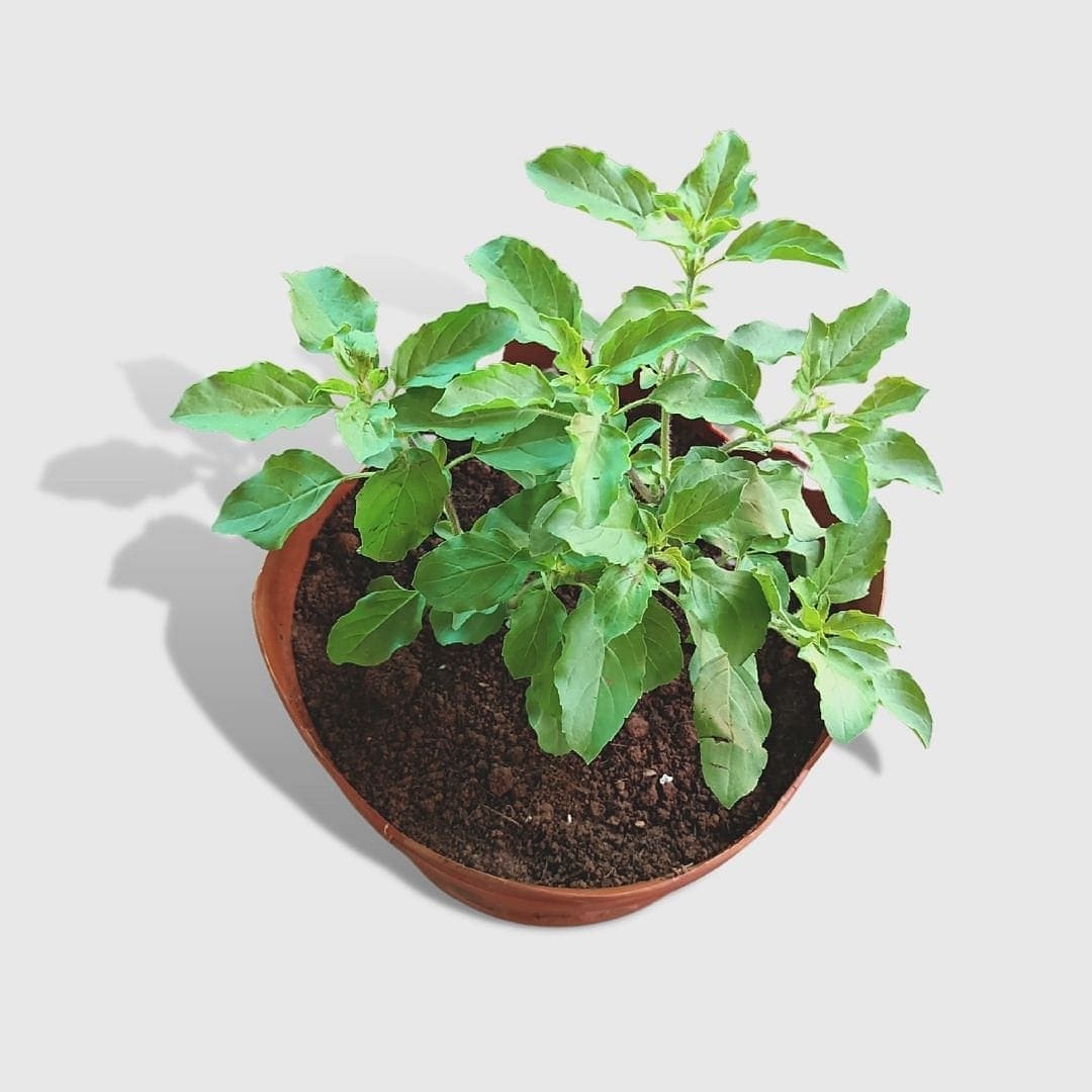 Rama Tulsi - Medicinal & Auspicious Plant