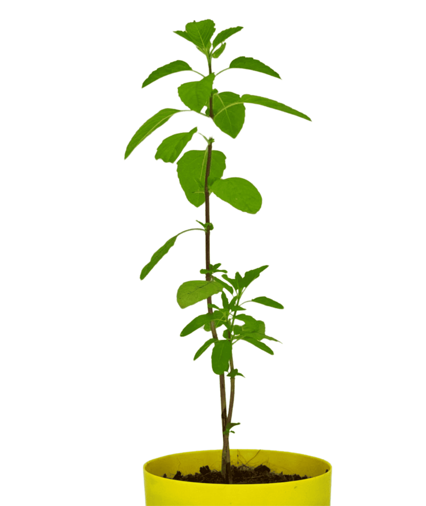 Rama Tulsi - Medicinal & Auspicious Plant