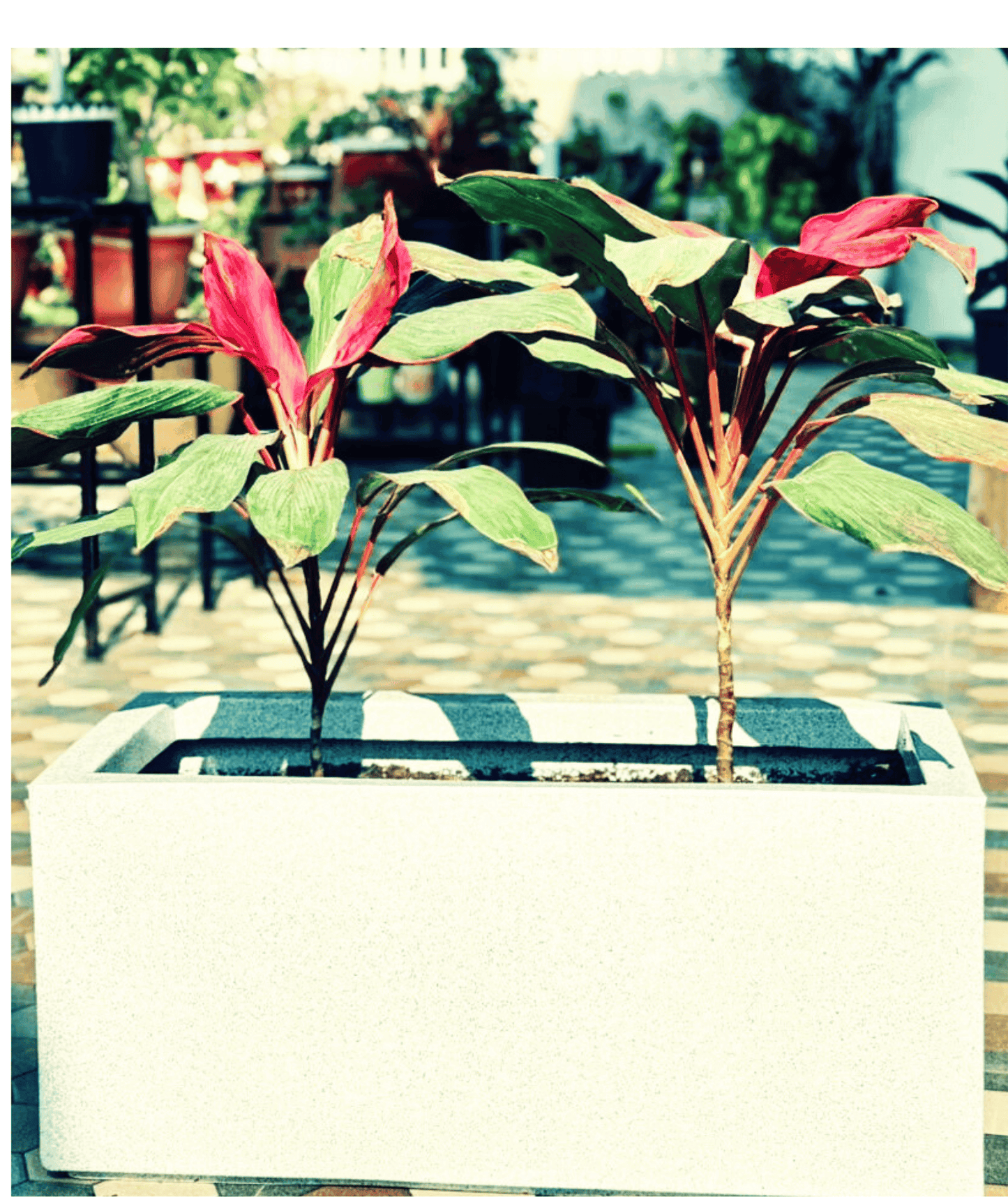 Red Sister Cordyline โ A Fiery Burst of Tropical Elegance!