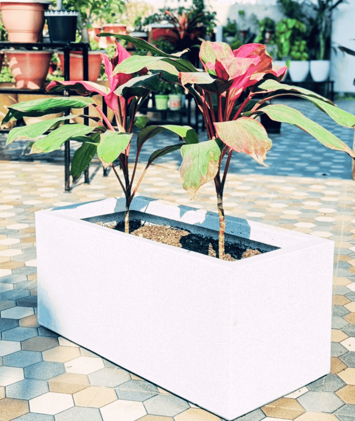 Red Sister Cordyline โ A Fiery Burst of Tropical Elegance!