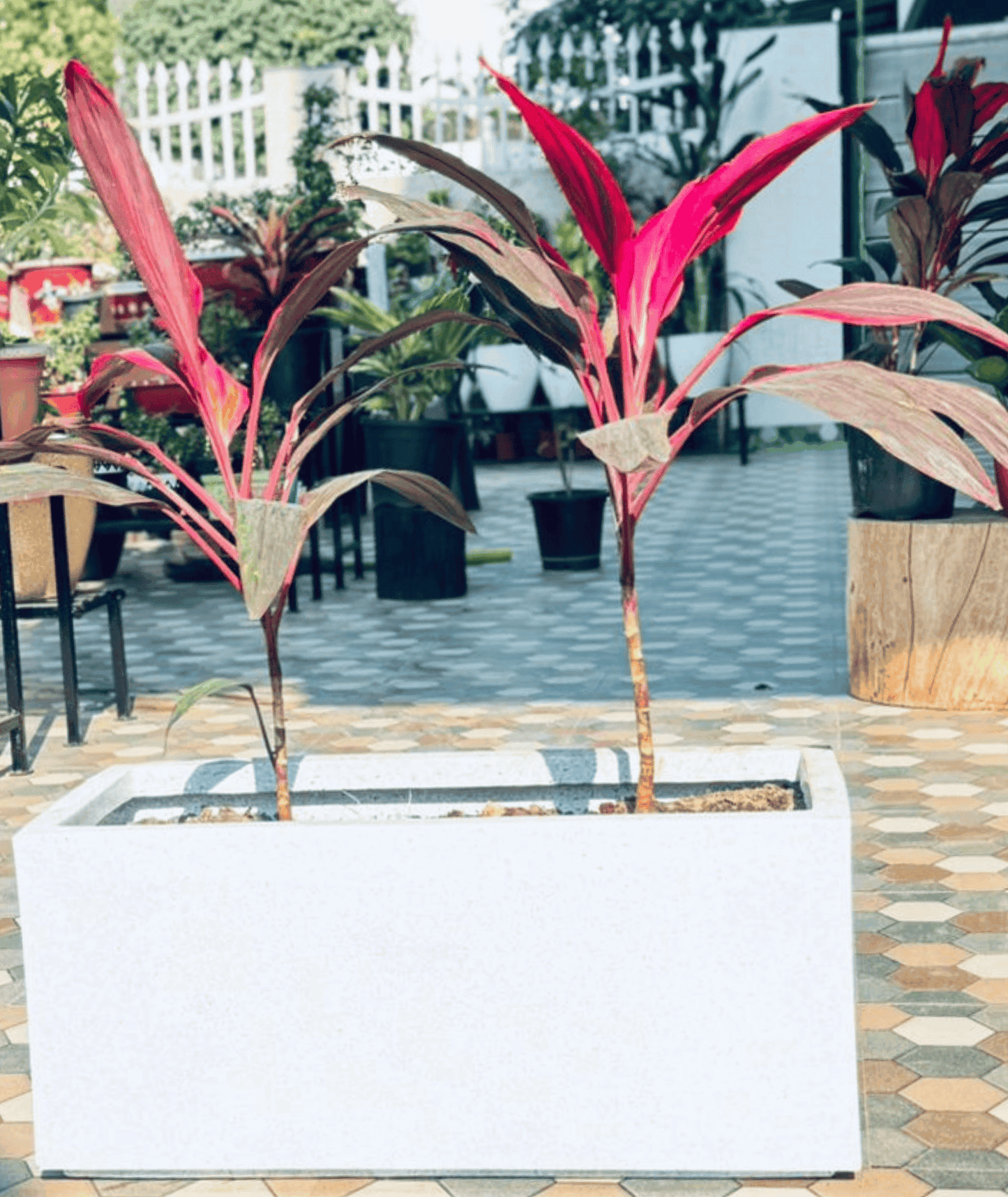 Red Sister Cordyline โ A Fiery Burst of Tropical Elegance!