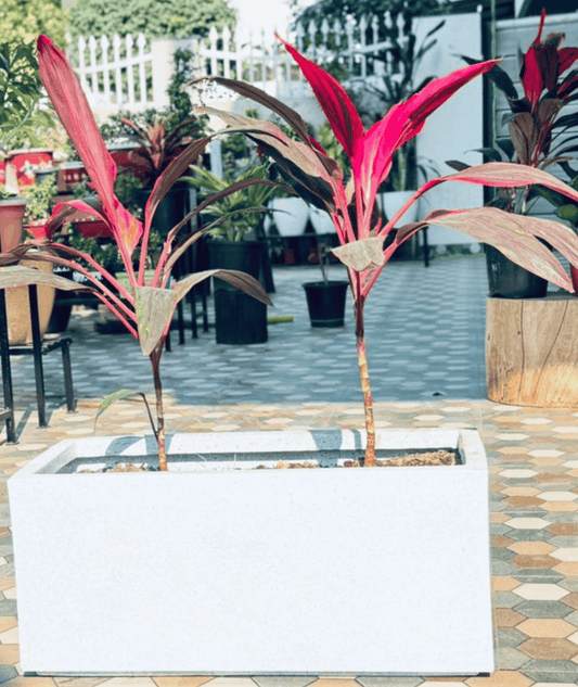 Red Sister Cordyline I A Fiery Burst of Tropical Elegance!