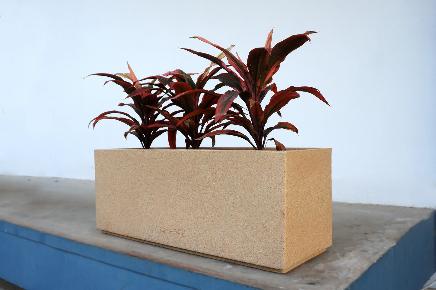 Red Sister Cordyline in 30 inch Roto Pot