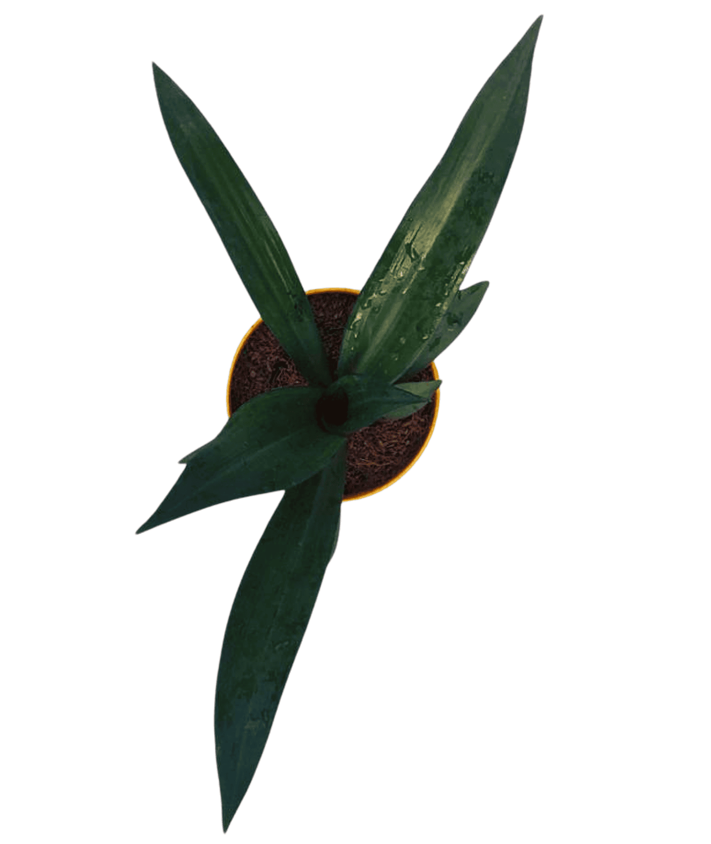 Tradescantia Spathacea/ Rhoeo Plant/ Rhoeo discolor Compacta
