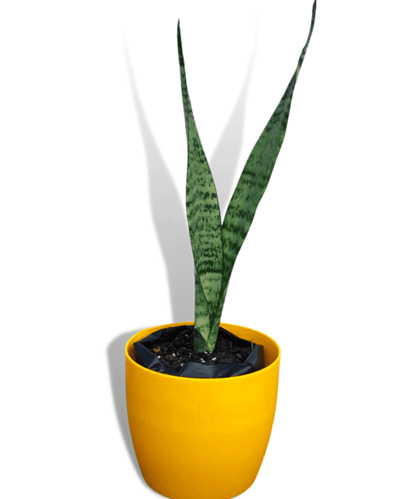 Sansevieria Zeylanica/ Snake Plant (Oxygen Plant) indoor/outdoor