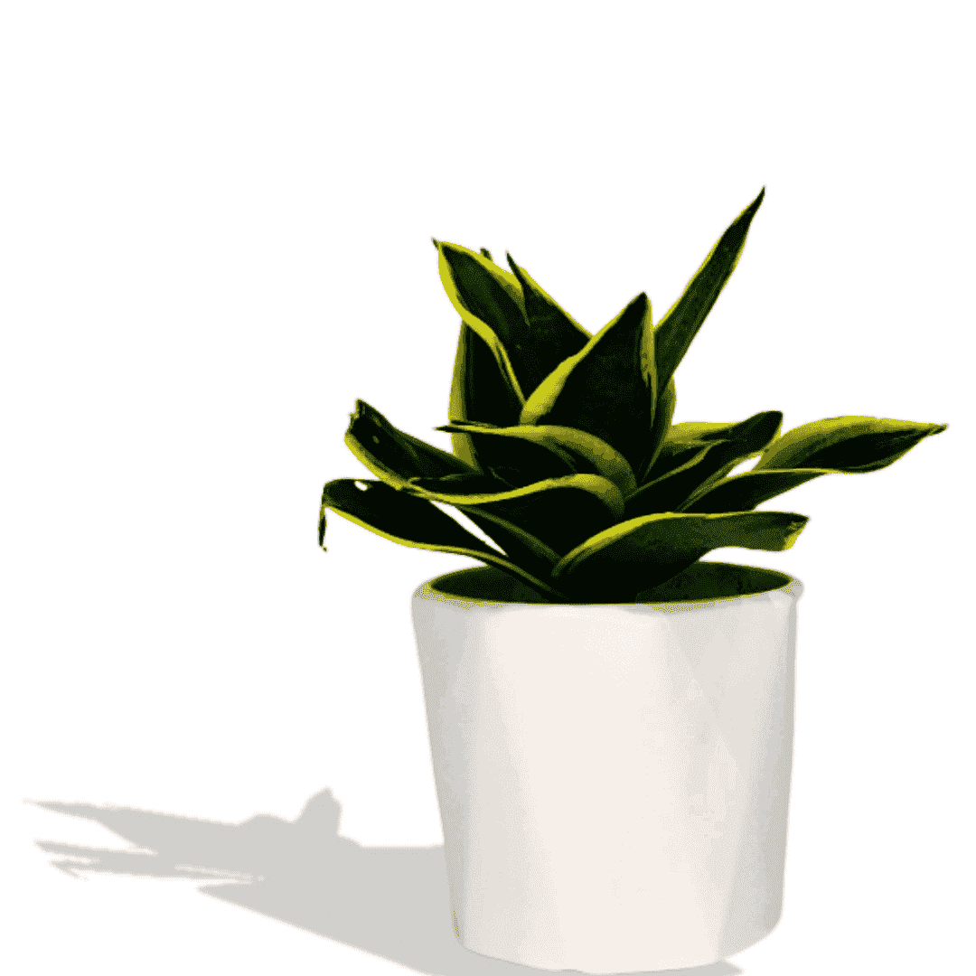 Combo 1 - 3 Air Purifier Plants