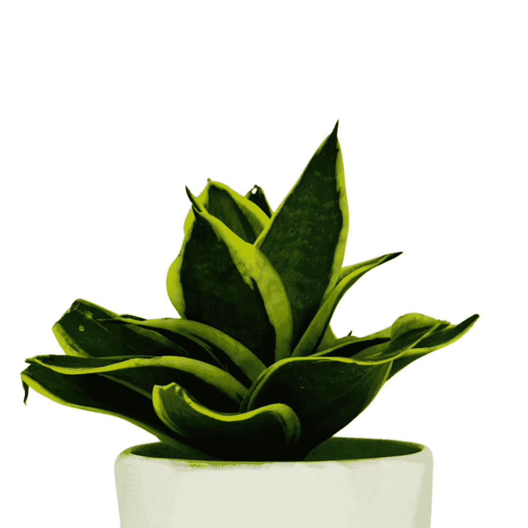 Combo 1 - 3 Air Purifier Plants