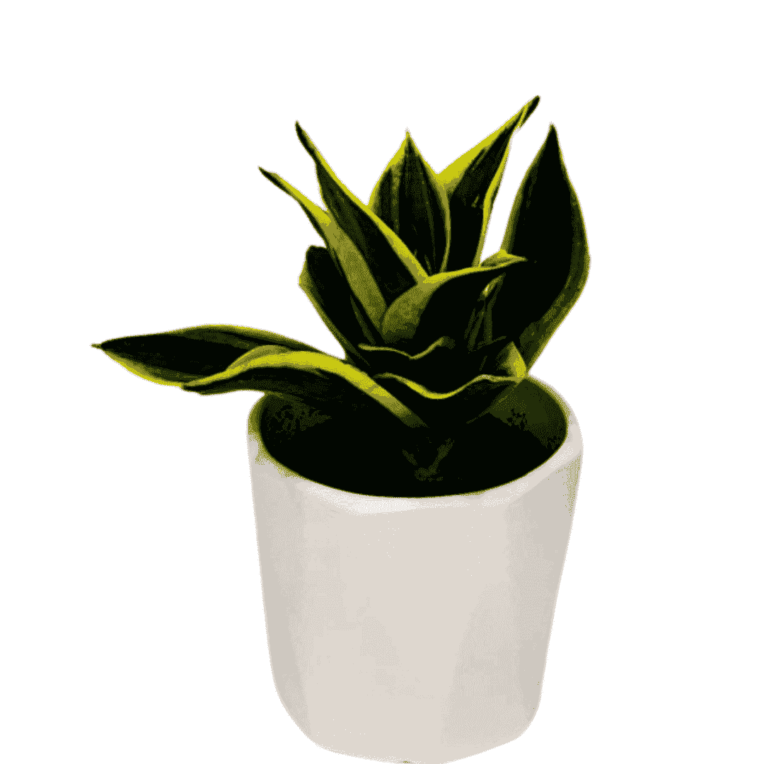 Combo 1 - 3 Air Purifier Plants