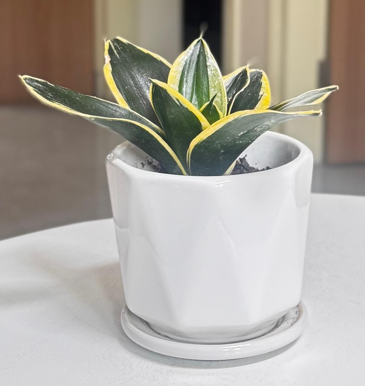 🌿✨ Sansevieria Golden Hahnii Snake Plant ✨🌿