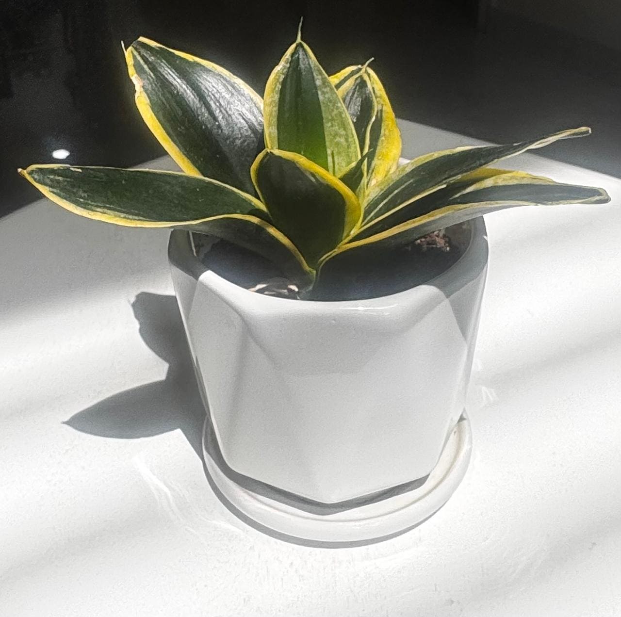 🌿✨ Sansevieria Golden Hahnii Snake Plant ✨🌿