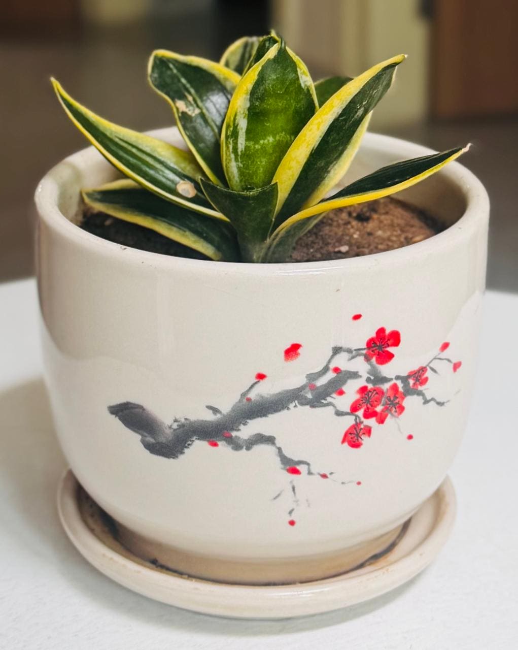🌿✨ Sansevieria Golden Hahnii Snake Plant ✨🌿
