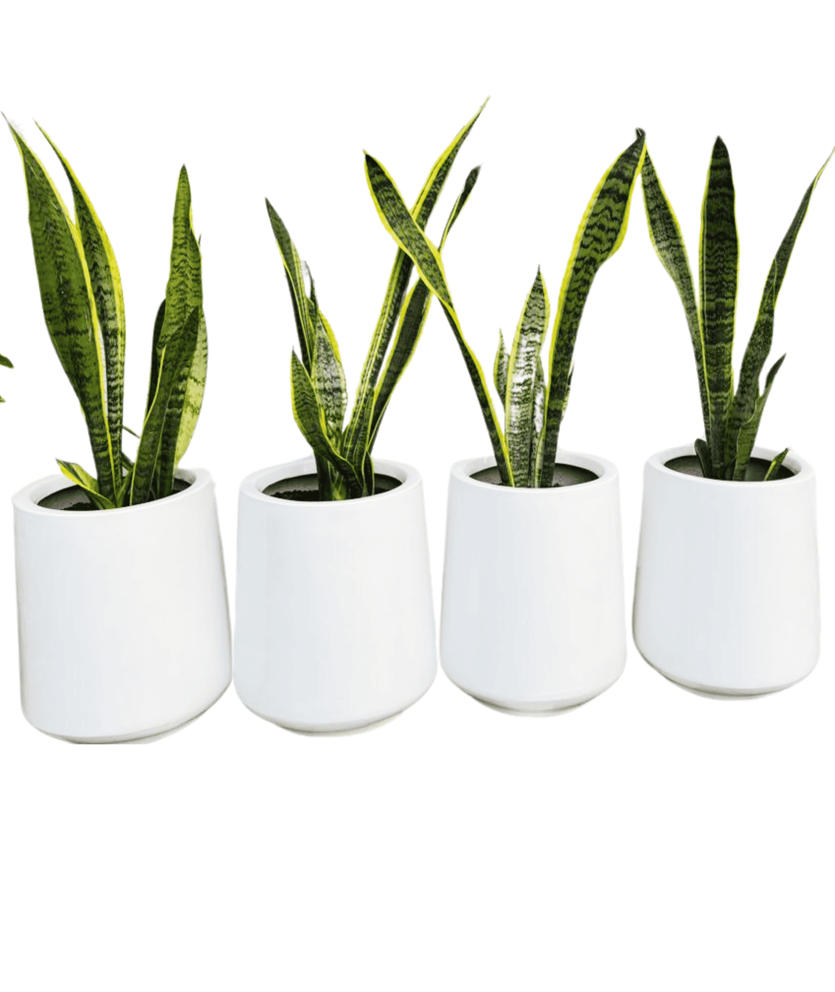 sansevieria fiber for sale Sansevieria Laurentii Plant (Extra Large) in Premium Fiber Pot – Leafy Island