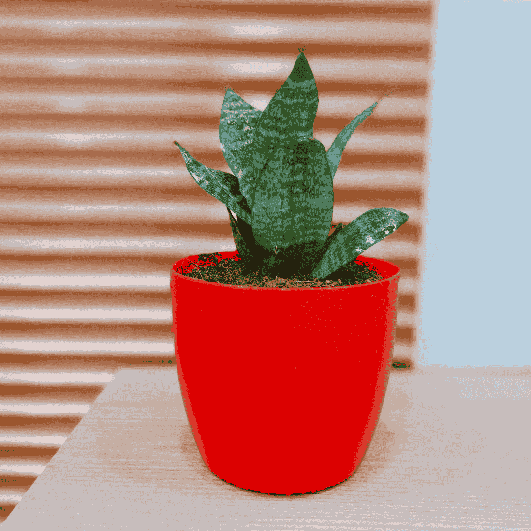 Snake Green Yellow Plant