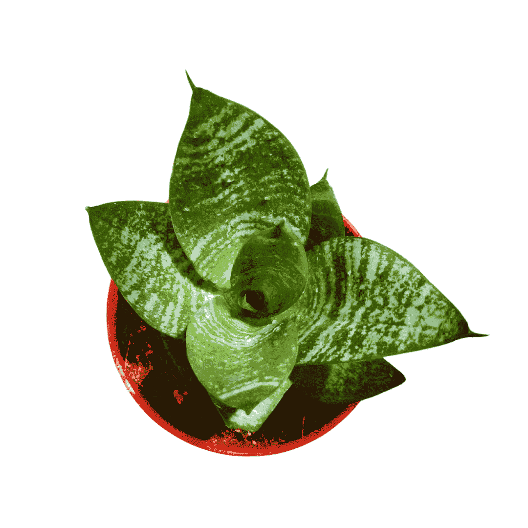 Snake Green Yellow Plant