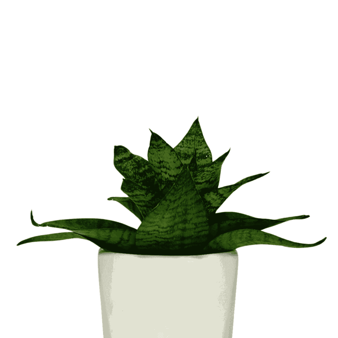 Snake Green Yellow Plant