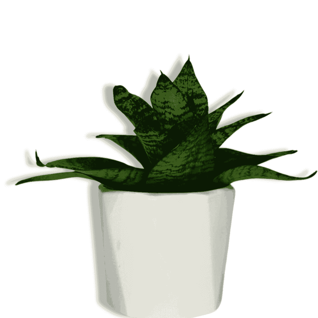 Snake Green Yellow Plant