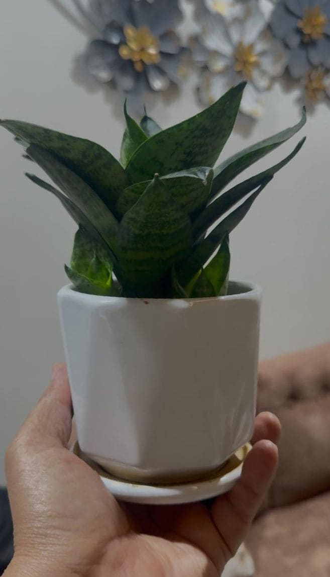 Snake Green Yellow Plant