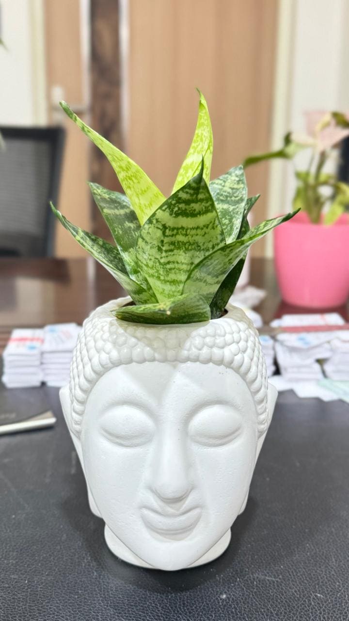 Snake Green Yellow Plant