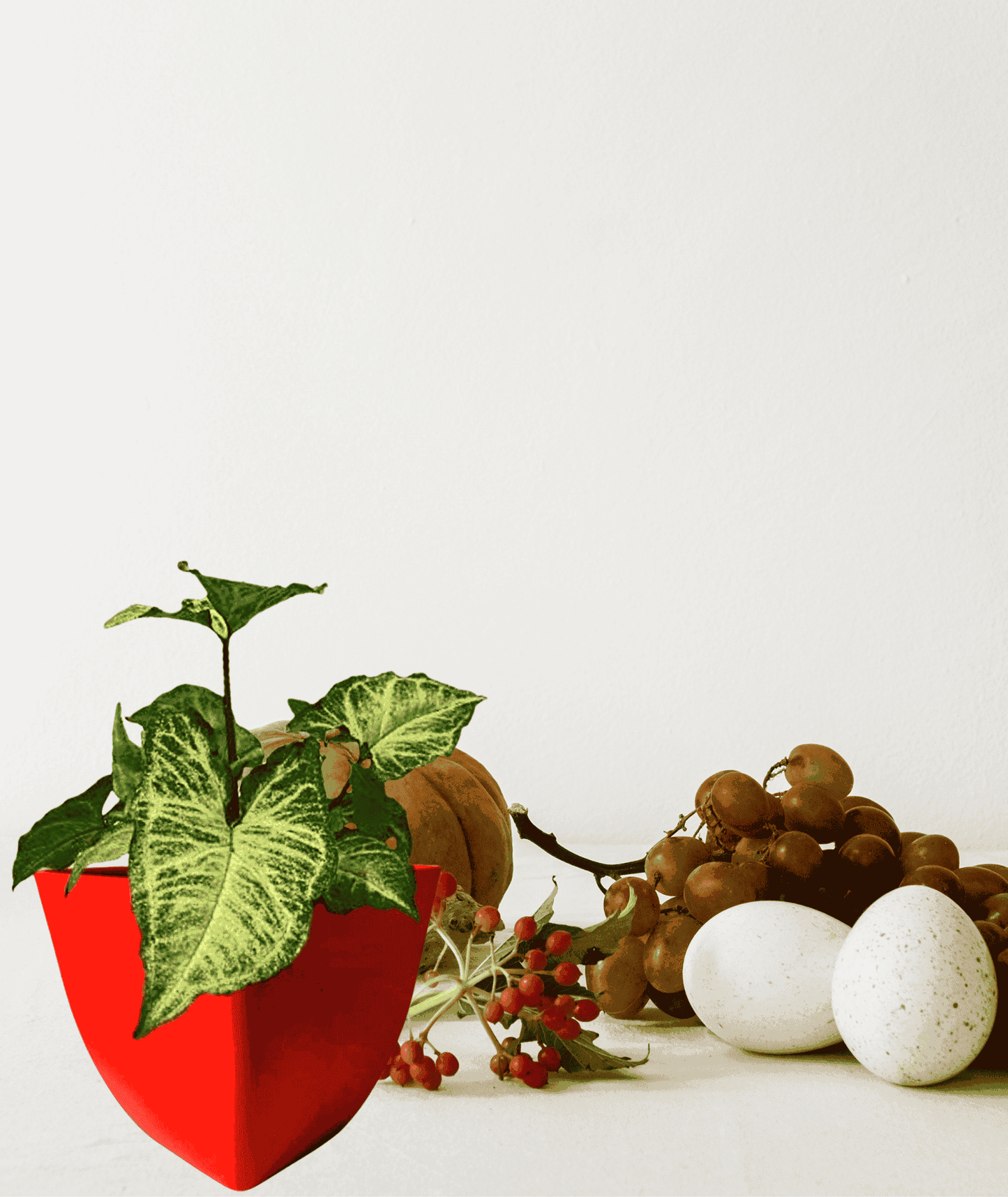 Syngonium Green, Syngonium Variegated Plant