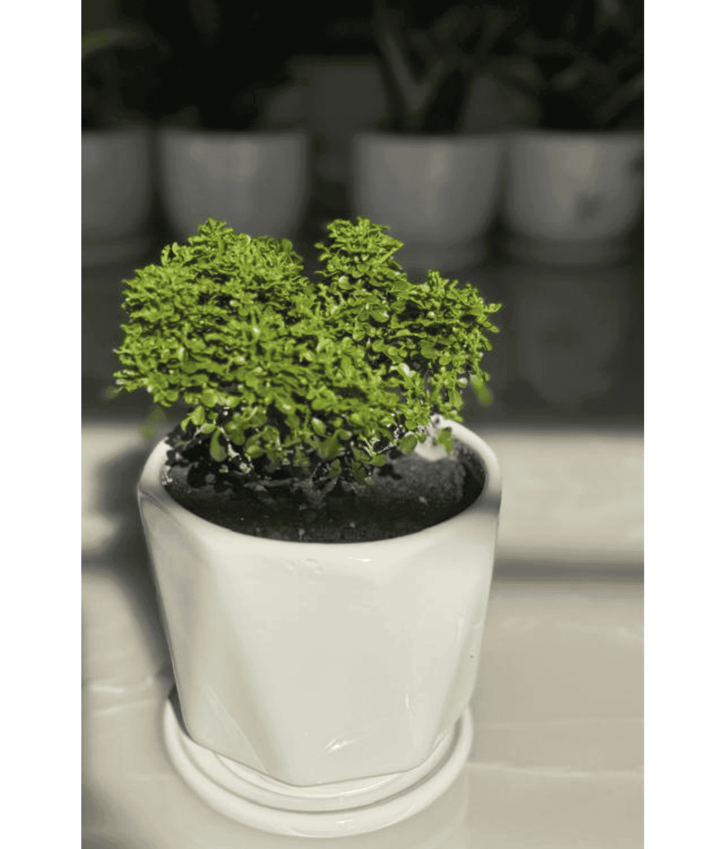 Mini Table Kamini – A Fragrant Green Delight!