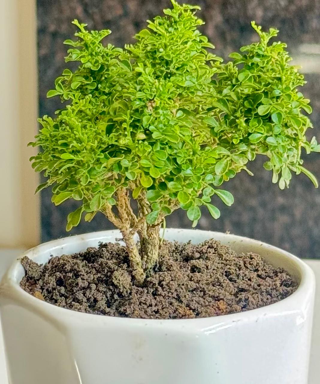 kamini tree bonsai Mini Table Kamini – A Fragrant Green Delight! – Leafy Island