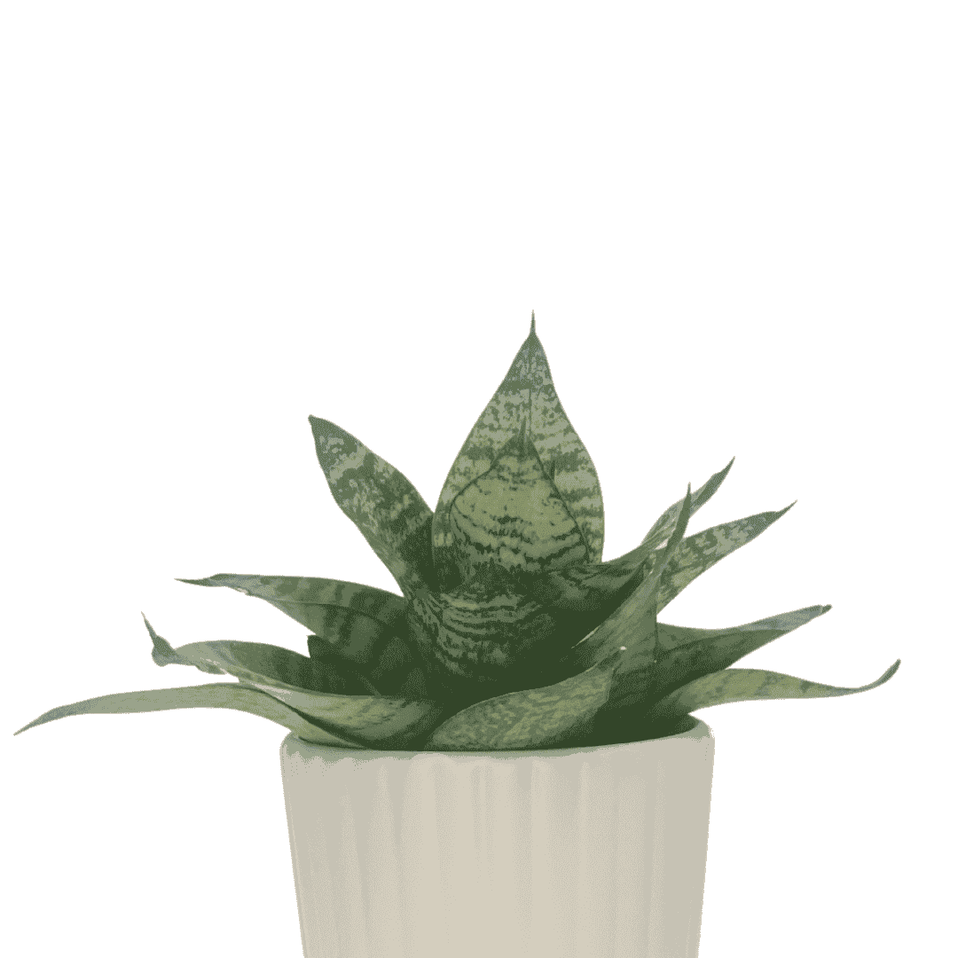 Snake Green Yellow Plant
