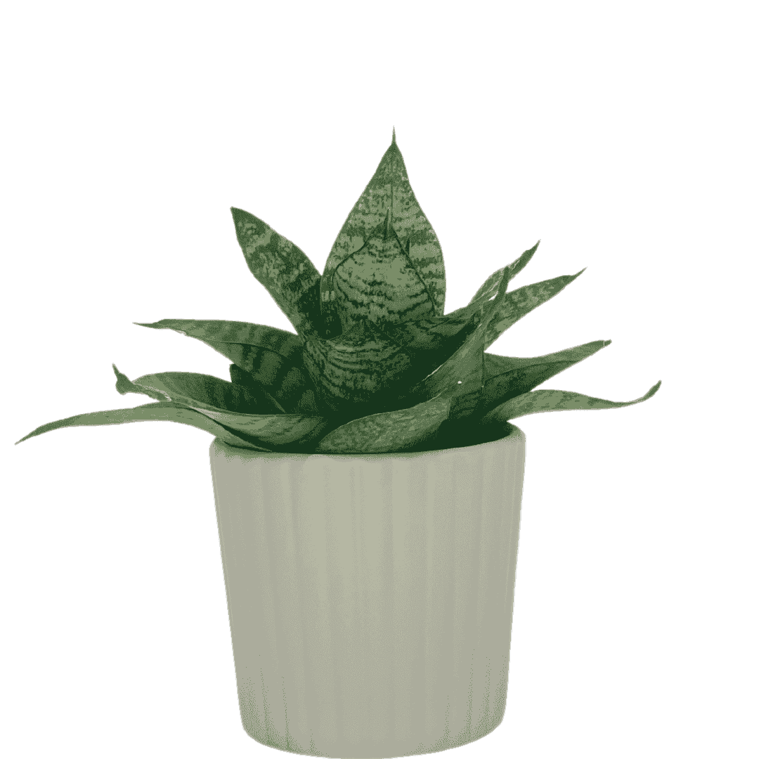 Snake Green Yellow Plant