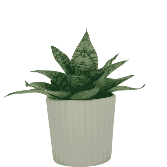 Snake Green Yellow Plant