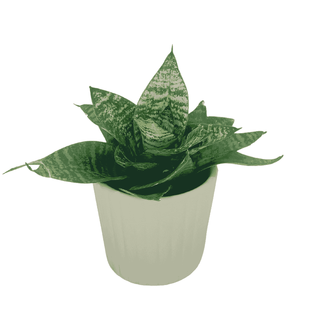 Snake Green Yellow Plant
