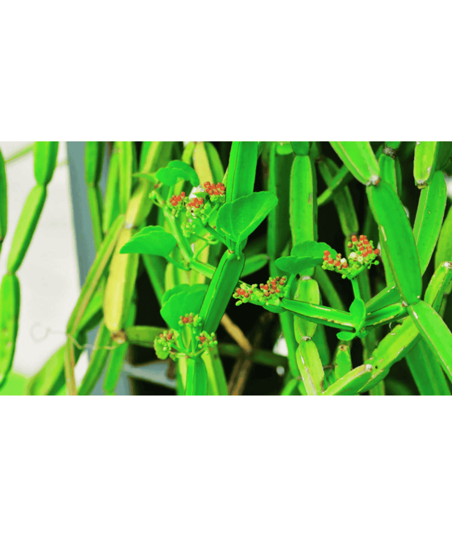 Hadjod / Cissus Quadrangularis/ Veldt Grape